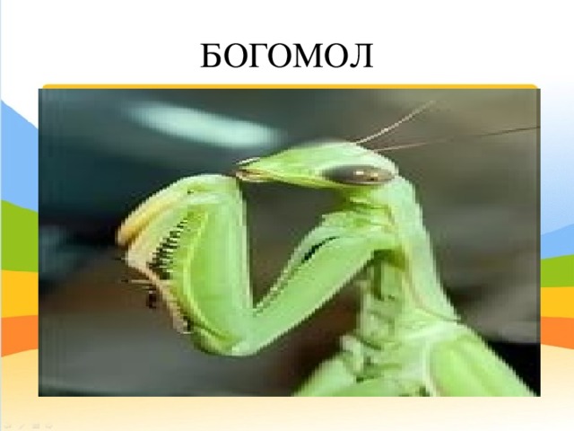 БОГОМОЛ 