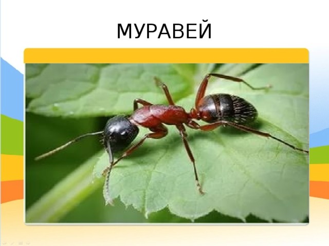 МУРАВЕЙ 