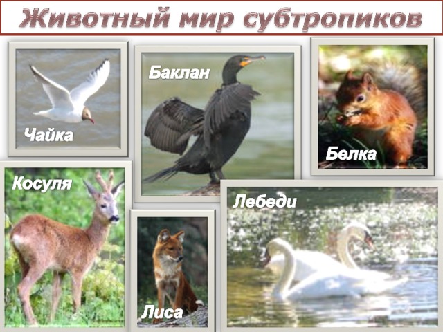 Животные субтропиков России - 95 фото