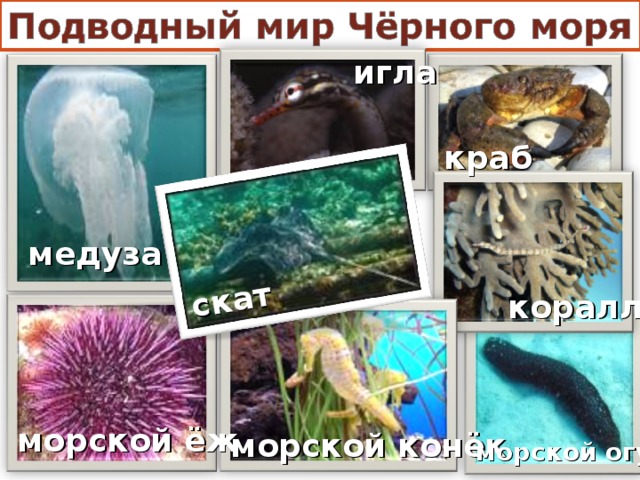 скат игла краб медуза кораллы морской ёж морской конёк морской огурец