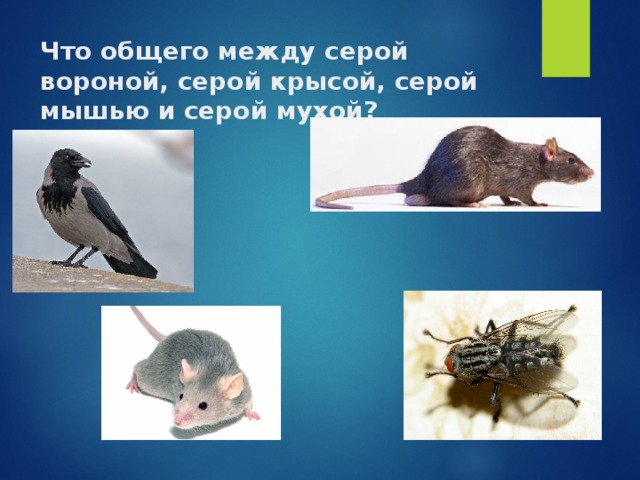 Что общего между серой вороной, серой крысой, серой мышью и серой мухой?   