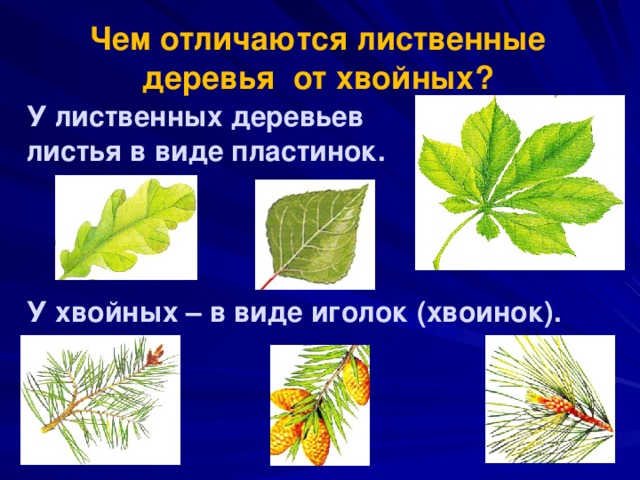 Чем отличается лист от других растений. Листья хвойных и лиственных деревьев. Листовые деревья и хвойные. Лиственные и хвойные деревья для дошкольников. Лист лиственного и хвойного растения.