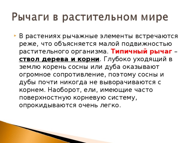 В растениях рычажные элементы встречаются реже, что объясняется малой подвижностью растительного организма. Типичный рычаг – ствол дерева и корни . Глубоко уходящий в землю корень сосны или дуба оказывают огромное сопротивление, поэтому сосны и дубы почти никогда не выворачиваются с корнем. Наоборот, ели, имеющие часто поверхностную корневую систему, опрокидываются очень легко.  