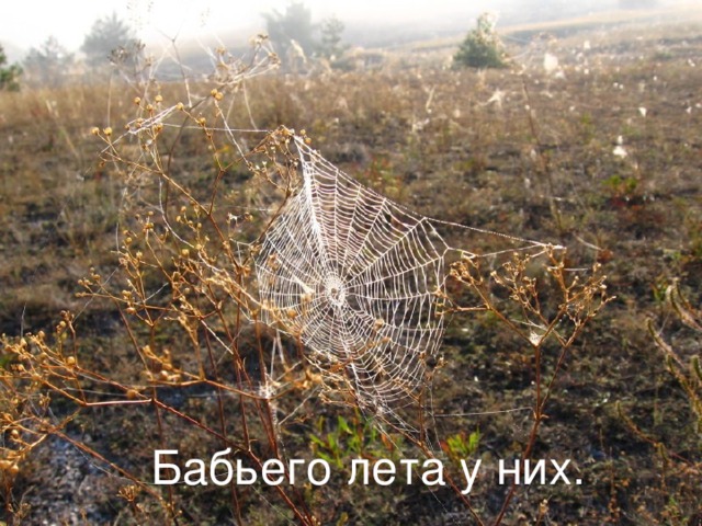    Бабьего лета у них. 