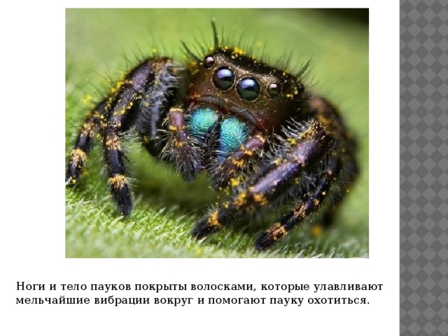 Ноги и тело пауков покрыты волосками, которые улавливают мельчайшие вибрации вокруг и помогают пауку охотиться. 