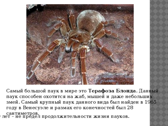 Самый большой паук в мире это Терафоза Блонда . Данный паук способен охотится на жаб, мышей и даже небольших змей. Самый крупный паук данного вида был найден в 1965 году в Венесуэле и размах его конечностей был 28 сантиметров.  30 лет – не предел продолжительности жизни пауков. 
