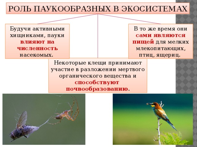 РОЛЬ ПАУКООБРАЗНЫХ В ЭКОСИСТЕМАХ Будучи ак­тивными хищниками, пауки влияют на численность насекомых. В то же время они сами являются пищей для мелких млекопитающих, птиц, ящериц. Некото­рые клещи принимают участие в разложении мертво­го органического вещества и способствуют почвообра­зованию . 