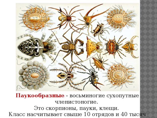 Паукообразные - восьминогие сухопутные членисто­ногие. Это скорпионы, пауки, клещи. Класс насчиты­вает свыше 10 отрядов и 40 тысяч видов 