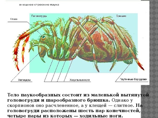 Тело паукообразных состоит из маленькой вытя­нутой головогруди и шарообразного брюшка. Однако у скорпионов оно расчлененное, а у клещей — слит­ное. На головогруди расположены шесть пар конеч­ностей, четыре пары из которых — ходильные ноги. 