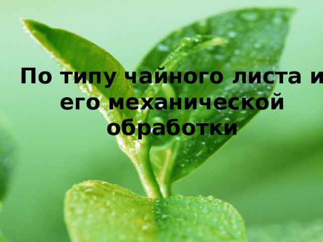 Что скрывается в чашке чая проект 10 класс. Смотреть фото Что скрывается в чашке чая проект 10 класс. Смотреть картинку Что скрывается в чашке чая проект 10 класс. Картинка про Что скрывается в чашке чая проект 10 класс. Фото Что скрывается в чашке чая проект 10 класс