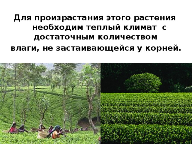 Особенности произрастания