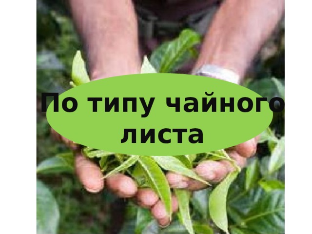 Что скрывается в чашке чая проект 10 класс. Смотреть фото Что скрывается в чашке чая проект 10 класс. Смотреть картинку Что скрывается в чашке чая проект 10 класс. Картинка про Что скрывается в чашке чая проект 10 класс. Фото Что скрывается в чашке чая проект 10 класс