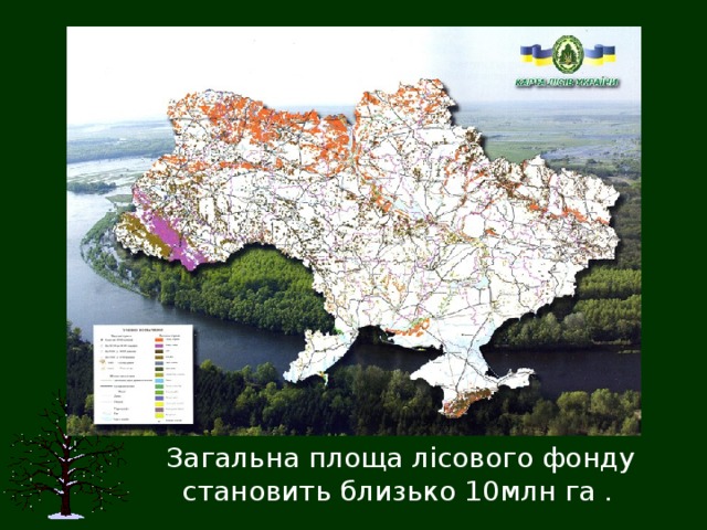   Загальна площа лісового фонду становить близько 10млн га . 