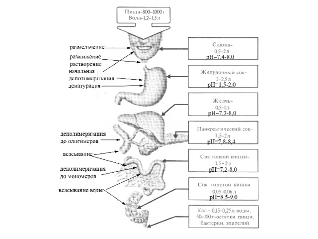 Пищеварительные ферменты биология. Пищеварительная система человека ЕГЭ биология. Железы пищеварительной системы человека таблица. Таблица отделы пищеварительного тракта, пищеварительные железы. Пищеварительная система шпаргалка.