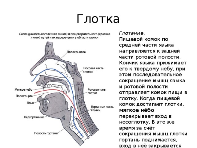 Сокращение глотки