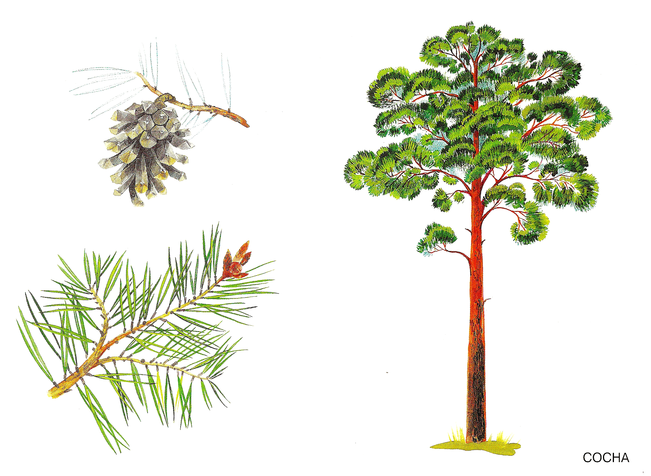 Декоративные хвойные деревья фото и названия