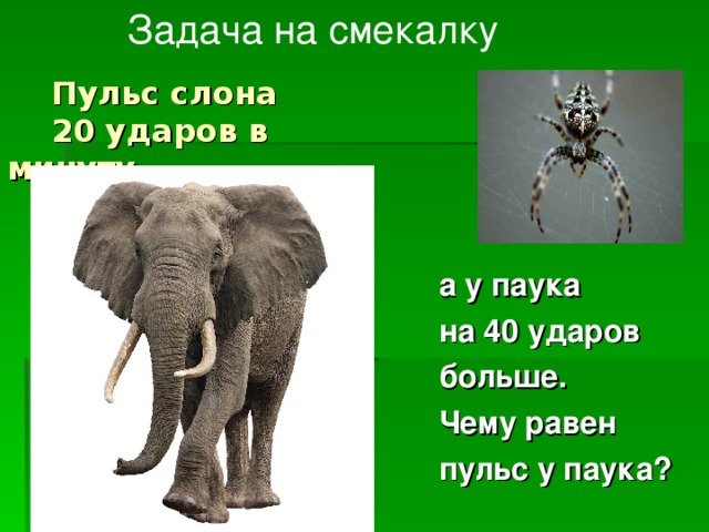 Задача на смекалку  Пульс слона  20 ударов в минуту,  а у паука  на 40 ударов  больше.  Чему равен  пульс у паука?