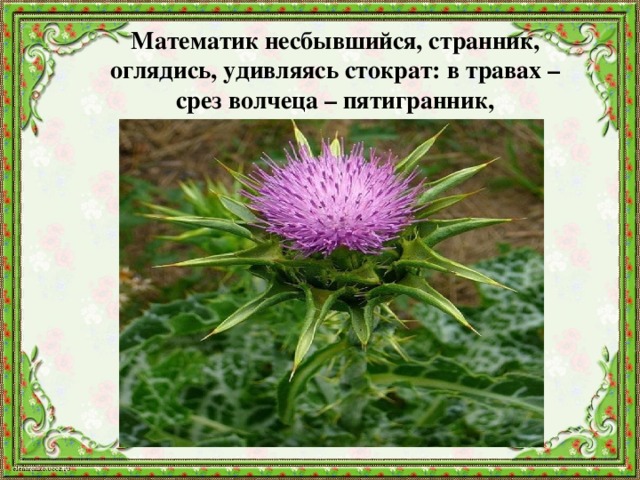 Математик несбывшийся, странник, оглядись, удивляясь стократ: в травах – срез волчеца – пятигранник, 