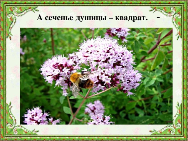 А сеченье душицы – квадрат. - 