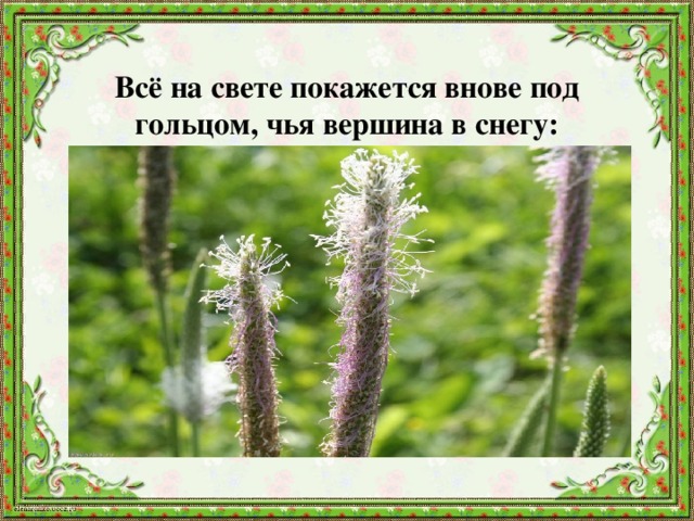 Всё на свете покажется внове под гольцом, чья вершина в снегу: 