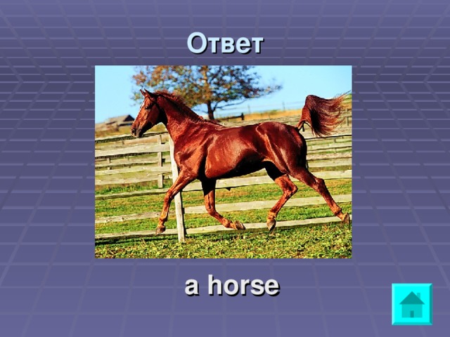 Ответ     a horse 