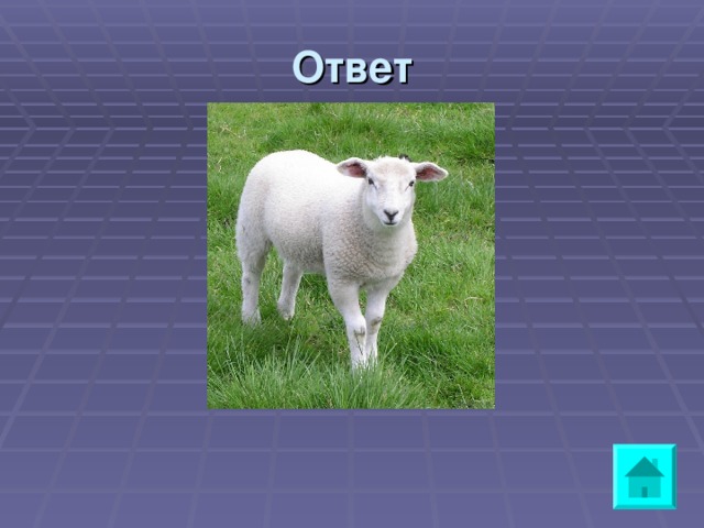 Ответ      a sheep  