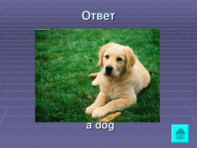 Ответ     a dog 