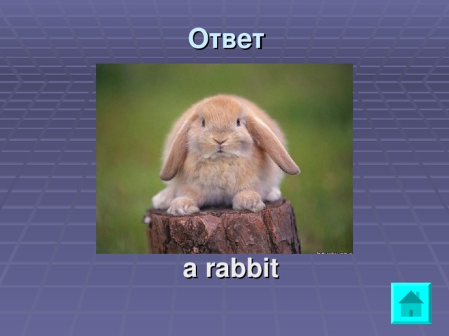 Ответ  a rabbit 