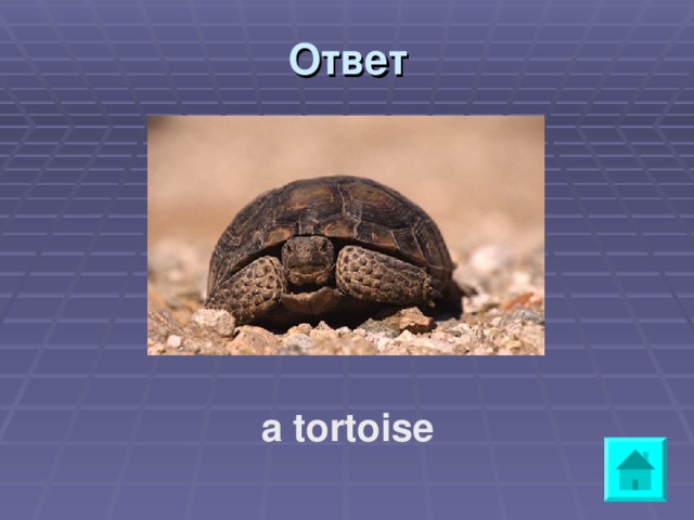Ответ  a tortoise 