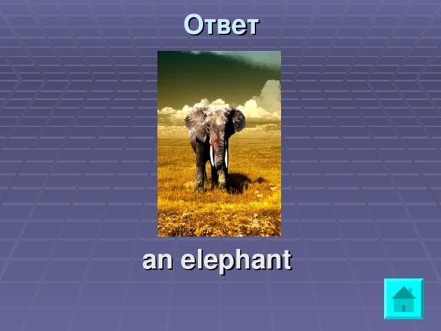 Ответ     an elephant 