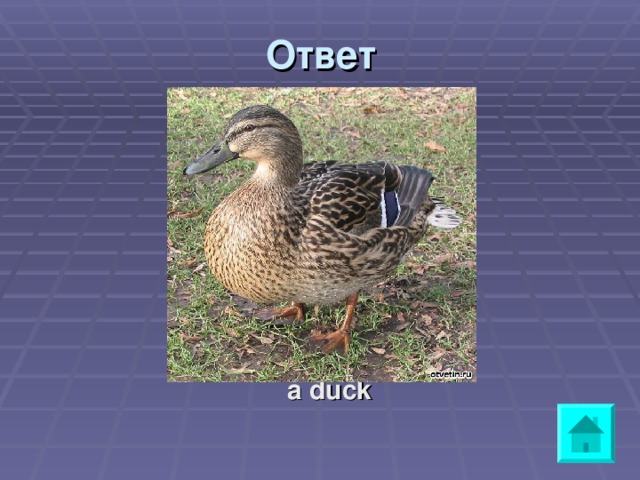 Ответ a duck 
