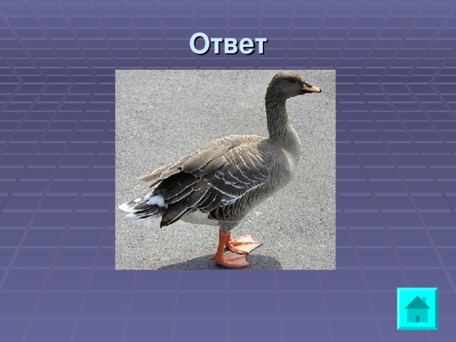 Ответ  a goose 
