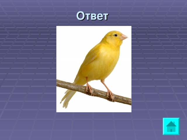 Ответ  a budgie 