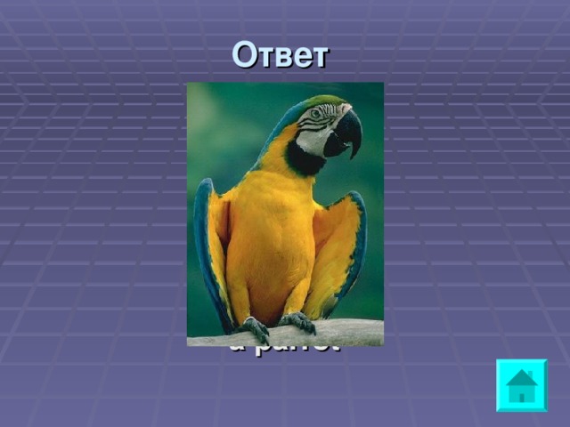 Ответ  a parrot 