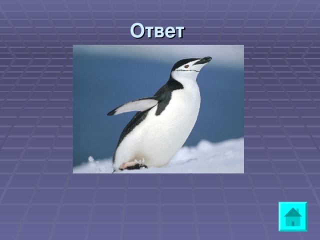 Ответ a penguin 