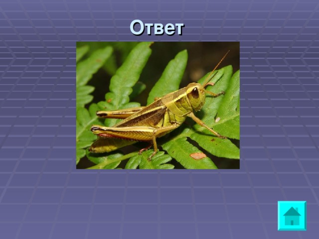 Ответ a grasshopper 