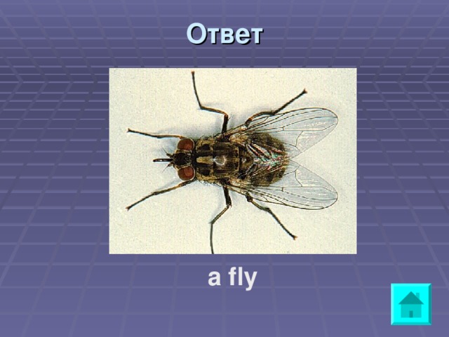 Ответ a fly      a fly 