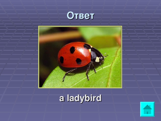Ответ a ladybird 