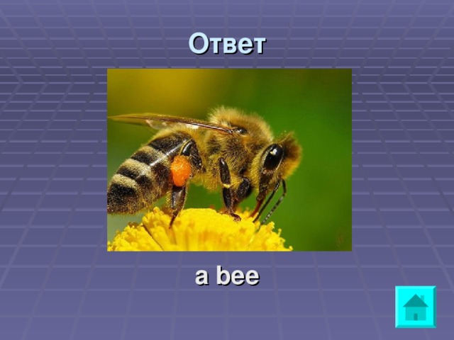 Ответ a bee 