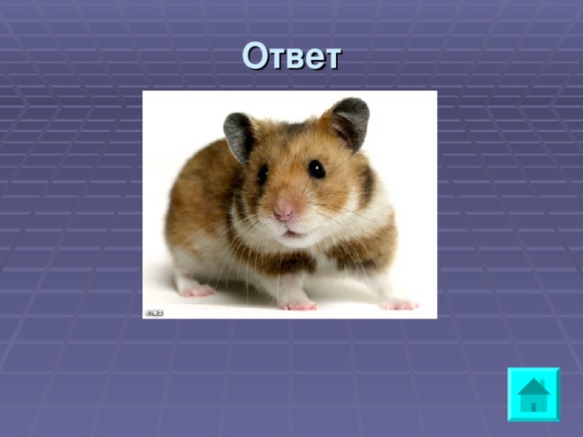 Ответ a hamster 