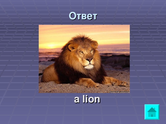 Ответ    a lion 