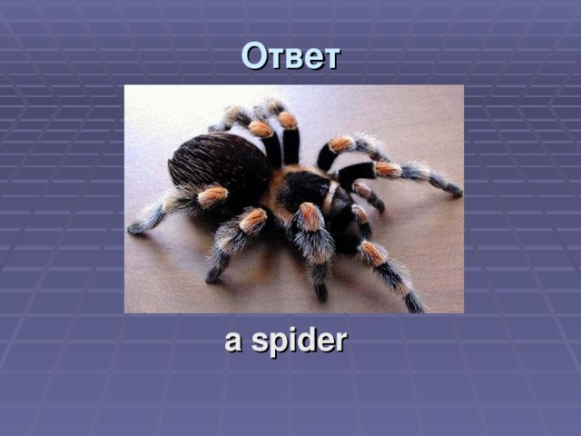 Ответ a spider 