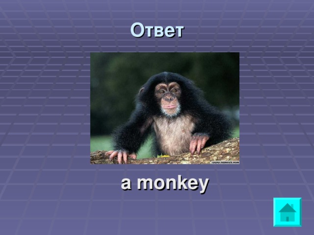 Ответ     a monkey 
