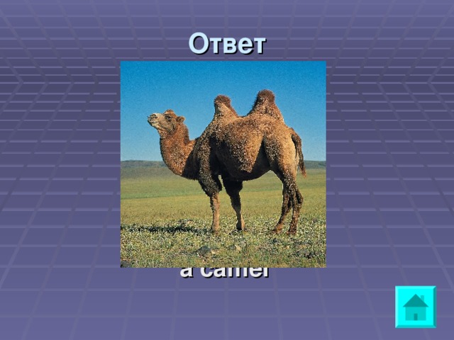 Ответ      a camel 