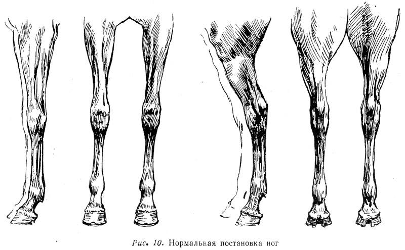 Ноги лошади рисунок