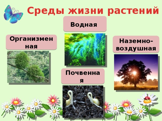 Растения и среда обитания 7 класс урок