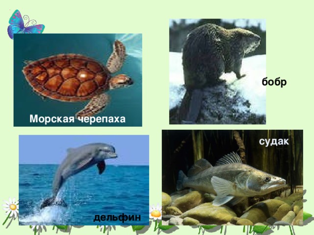 бобр Морская черепаха судак дельфин 