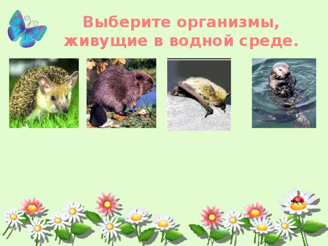 Выберите организмы, живущие в водной среде. 