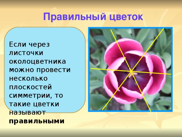 Правильный цветок Если через листочки околоцветника можно провести несколько плоскостей симметрии, то такие цветки называют правильными  