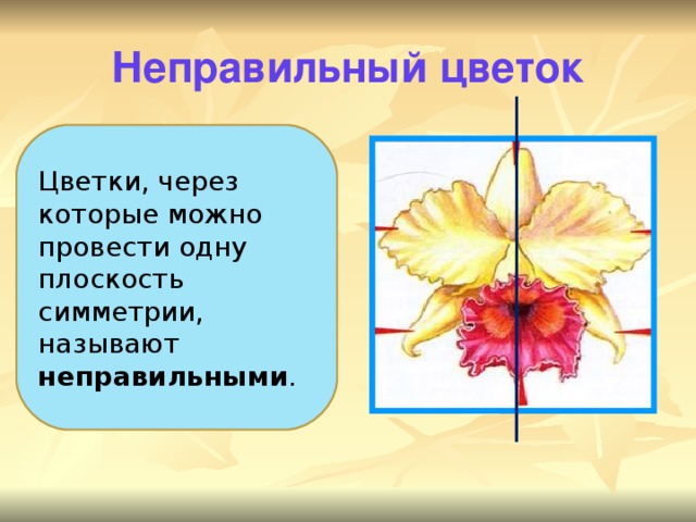 Неправильный цветок. Цветок в котором можно провести только одну ось симметрии называется. Цветок, через который можно провести только одну ось симметрии:. Как провести плоскость симметрии на цветке. Через какой цветок нельзя провести ни одной симметрии.